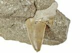 Otodus Shark Tooth Fossil in Rock - Morocco #230937-1